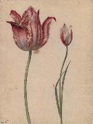 Georg Flegel, Two Tulips